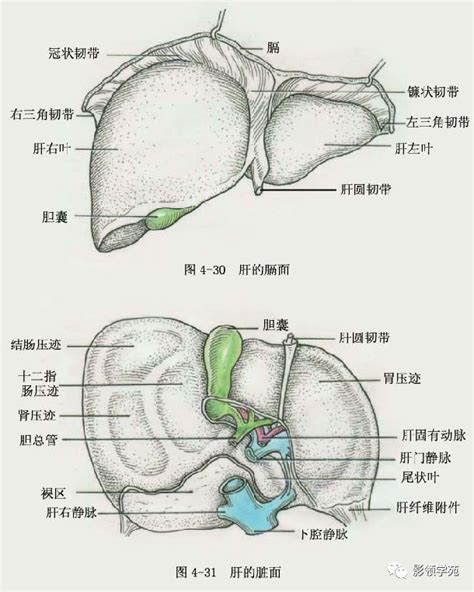 肝彎曲